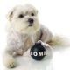 БОМБА (Bomb) игрушка для собак