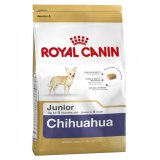 Chihuahua (Чихуахуа) Junior