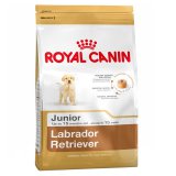 Labrador Retriever (Лабрадор ретривер) Junior